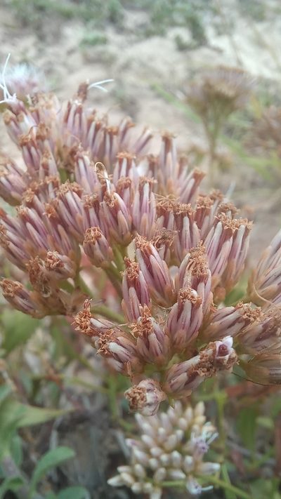 Symphyopappus casarettoi, photographed by JG