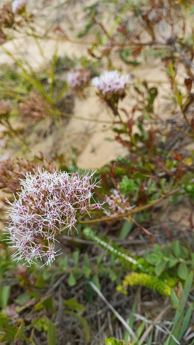 Symphyopappus casarettoi, photographed by JG