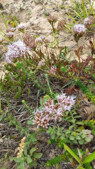 Symphyopappus casarettoi, photographed by JG