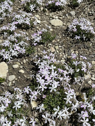 Phlox alyssifolia, photographed by stenarmer52