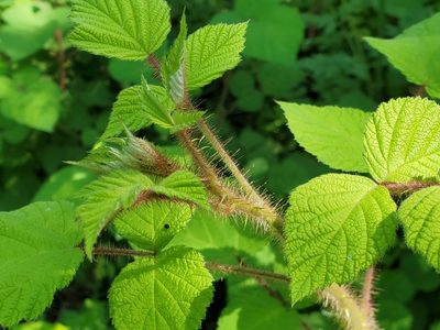 Rubus phoenicolasius, photographed by Tom Field