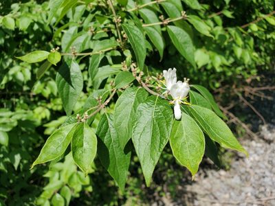 Lonicera maackii, photographed by Tom Field