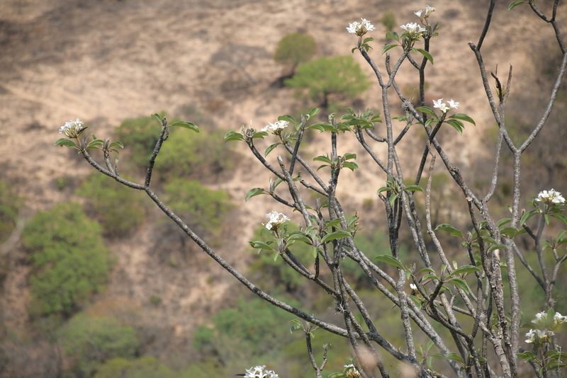 Plumeria rubra, photographed by Diana Fuentes