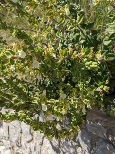 Teucrium flavum, photographed by Nick Doty