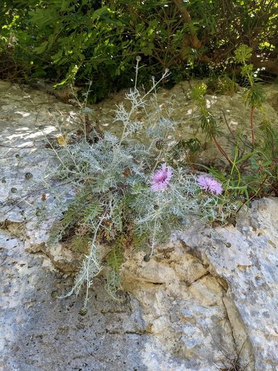 Centaurea cineraria, photographed by Nick Doty