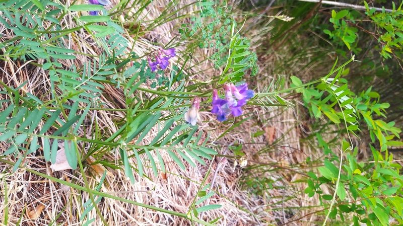 Vicia multicaulis, photographed by Ochirnima Nimaev