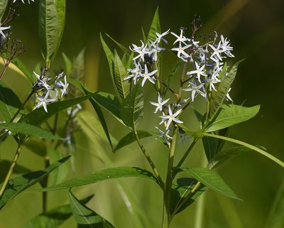 Amsonia tabernaemontana, photographed by Chrissy McClarren and Andy Reago