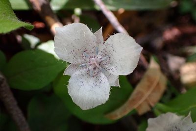Calochortus tolmiei, photographed by Cricket Raspet