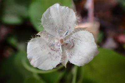 Calochortus tolmiei, photographed by Cricket Raspet