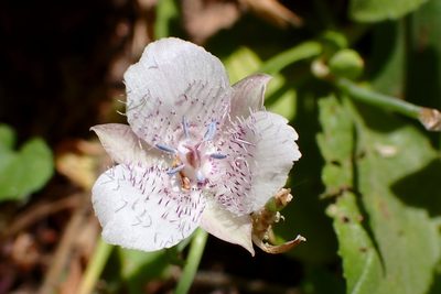 Calochortus tolmiei, photographed by Cricket Raspet