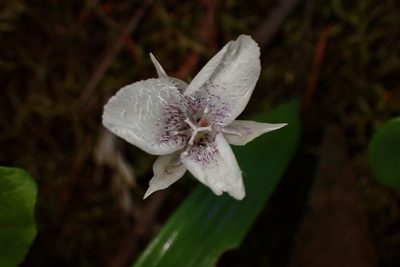 Calochortus tolmiei, photographed by Cricket Raspet