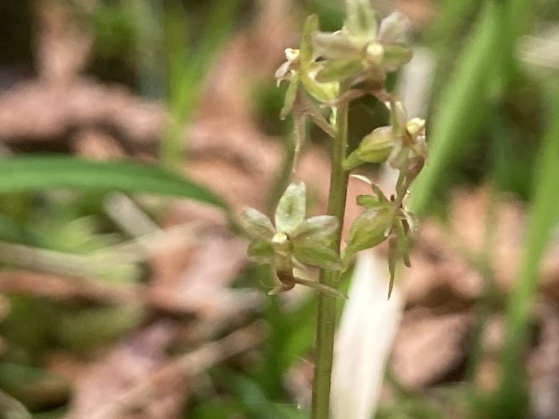 Neottia cordata, photographed by Derek