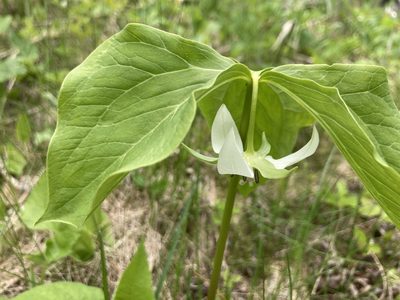 Trillium cernuum, photographed by Derek