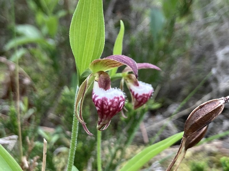 Cypripedium arietinum, photographed by Derek