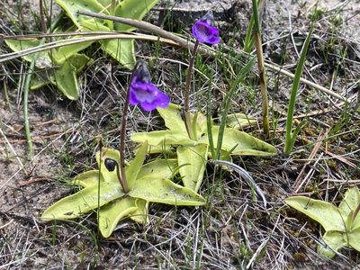 Pinguicula vulgaris, photographed by Derek