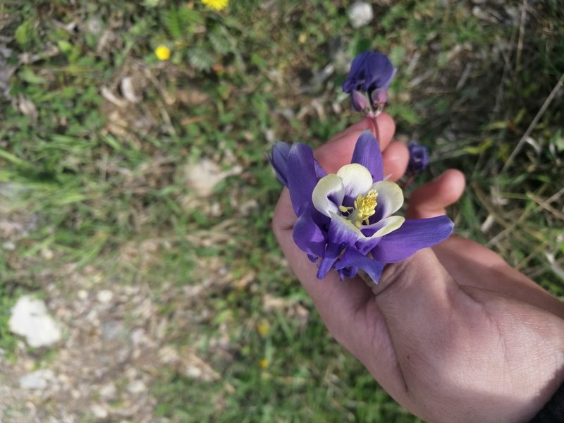 Aquilegia sibirica, photographed by Roman A. Lagazyuk (Роман А. Лагазюк)