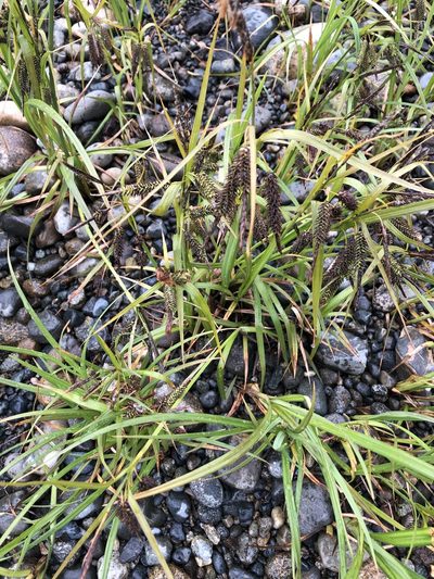 Carex lyngbyei, photographed by emma reader-lee