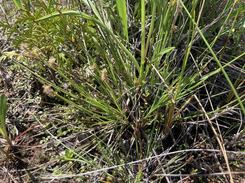 Carex sterilis, photographed by Derek