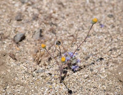 Chaenactis glabriuscula, photographed by velodrome