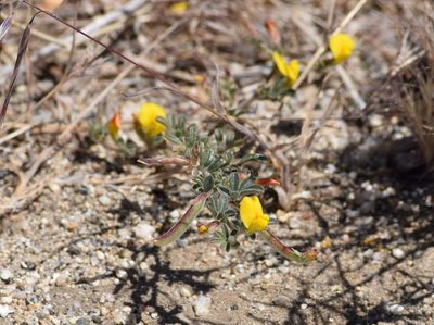 Acmispon strigosus, photographed by velodrome