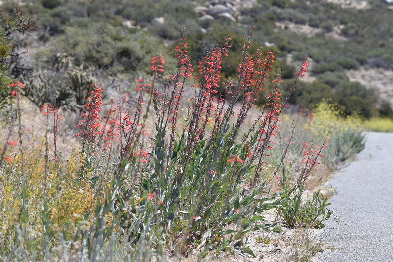 Penstemon centranthifolius, photographed by velodrome