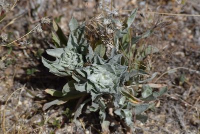 Corethrogyne filaginifolia, photographed by velodrome
