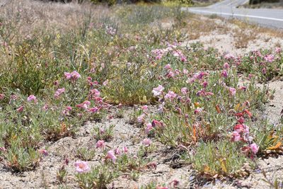 Oenothera avita, photographed by velodrome