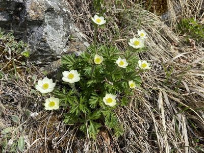 Anemonastrum sibiricum