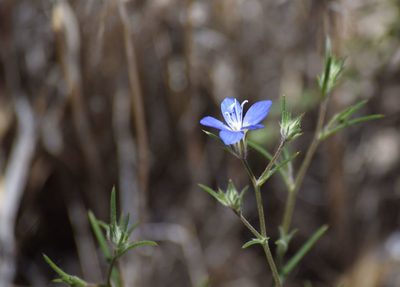 Eriastrum sapphirinum, photographed by velodrome