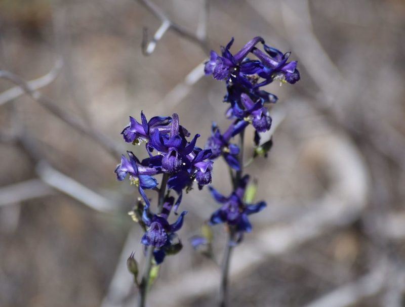 Delphinium parishii, photographed by velodrome