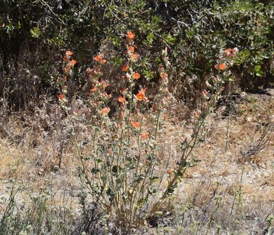Sphaeralcea ambigua, photographed by velodrome