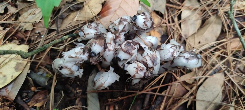 Monotropastrum humile, photographed by Subhadra Devi