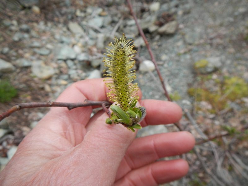 Salix sitchensis, photographed by humon