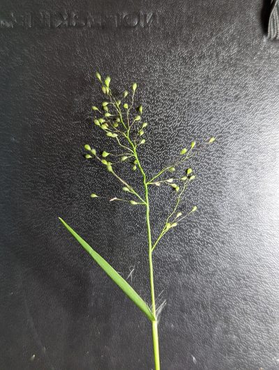 Dichanthelium lindheimeri, photographed by Alison Northup