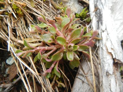 Montia parvifolia, photographed by humon