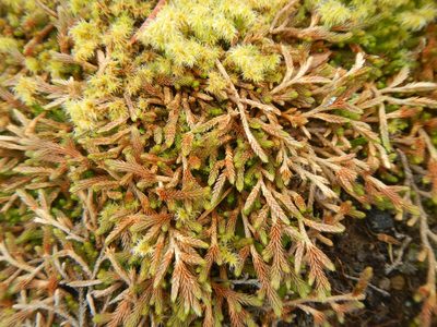 Selaginella wallacei, photographed by humon