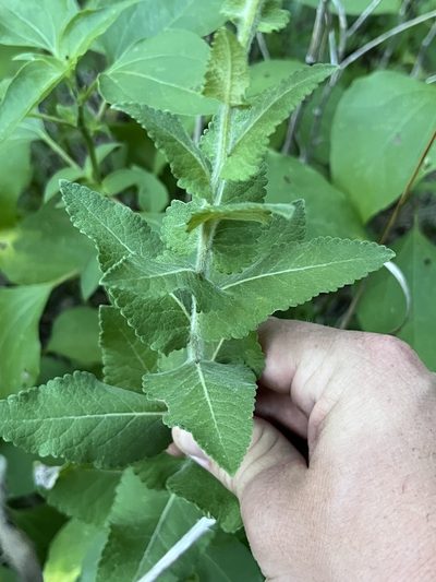 Berlandiera betonicifolia, photographed by Cody Stricker