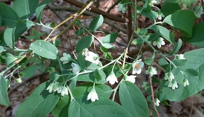 Vaccinium stamineum
