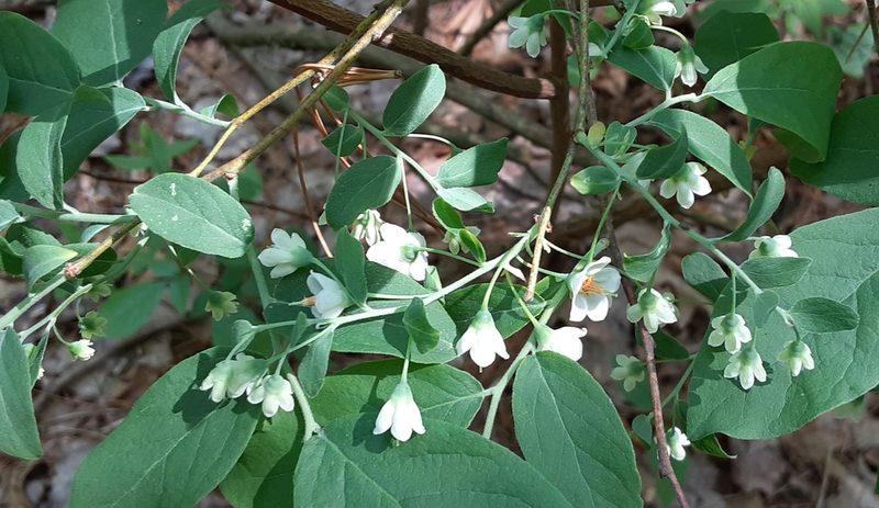 Vaccinium stamineum, photographed by Larry Jensen