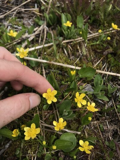 Ranunculus populago, photographed by Daniel Kennedy