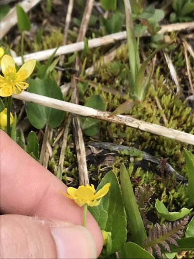 Ranunculus populago, photographed by Daniel Kennedy