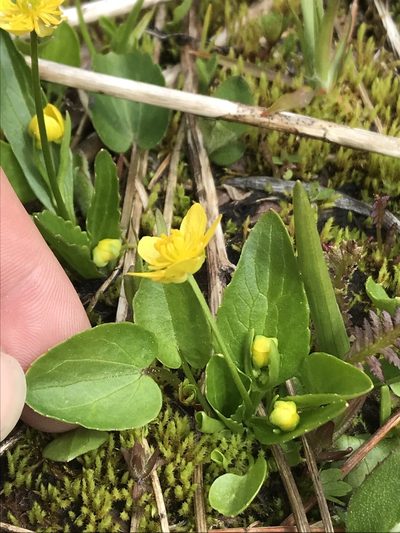 Ranunculus populago, photographed by Daniel Kennedy