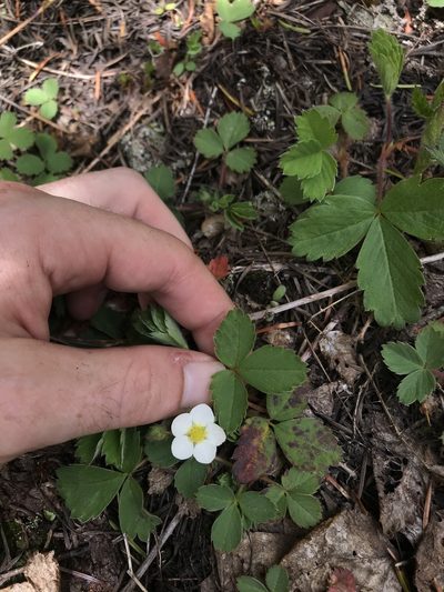 Fragaria cascadensis, photographed by Daniel Kennedy