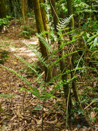 Pteris amoena, photographed by Jacy Chen