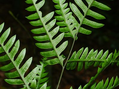 Pteris amoena, photographed by Jacy Chen