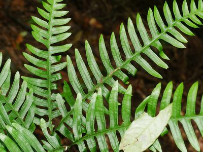 Pteris amoena, photographed by Jacy Chen