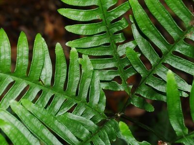Pteris amoena, photographed by Jacy Chen