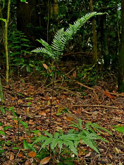 Pteris amoena, photographed by Jacy Chen