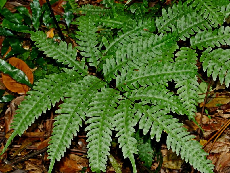 Pteris amoena, photographed by Jacy Chen