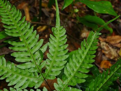 Pteris amoena, photographed by Jacy Chen
